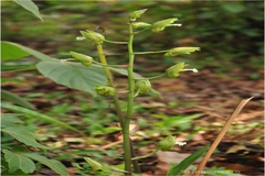 Eulophia spectabilis